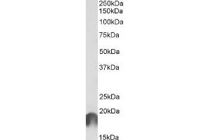 ABIN5539618 (1µg/ml) staining of Cerebral Cortex lysate (35µg protein in RIPA buffer). (ANAPC11 anticorps  (Internal Region))