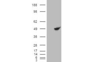 HEK293 overexpressing BHMT (ABIN5422884) and probed with ABIN334358 (mock transfection in first lane). (BHMT anticorps  (C-Term))