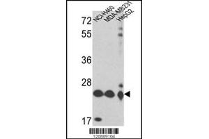 Western blot analysis of PRDX3 Antibody in NCI-H460,MDA-MB231,HepG2 cell line lysates (35ug/lane)(2ug/ml) (Peroxiredoxin 3 anticorps  (N-Term))