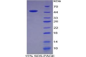 SDS-PAGE analysis of Rat Chromogranin B Protein. (CHGB Protéine)