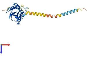 AlphaFold protein structure predicition of Mouse Recombinant Rtp2 Protein, UniprotID Q80ZI2