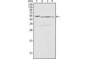 Western blot analysis using Calreticulin mouse mAb against Hela (1), A549 (2), NTERA2 (3) and MCF-7 (4) cell lysate. (Calreticulin anticorps)