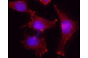 Immunofluorescence (IF) image for anti-Actin, beta (ACTB) antibody (ABIN2666098) (beta Actin anticorps)
