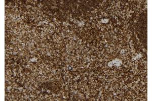 ABIN6279898 at 1/100 staining Mouse spleen tissue by IHC-P. (USP31 anticorps  (N-Term))