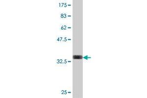 Western Blot detection against Immunogen (34.