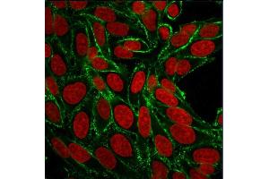 Confocal immunofluorescence image of HeLa cells using CD44 Mouse Monoclonal Antibody (156-3C11) Green (CF488) and Reddot is used to label the nuclei Red.