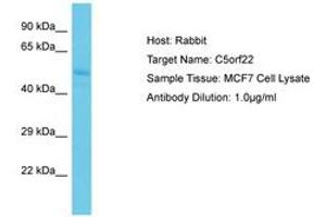 Image no. 1 for anti-Chromosome 5 Open Reading Frame 22 (C5ORF22) (AA 179-228) antibody (ABIN6750628) (C5ORF22 anticorps  (AA 179-228))