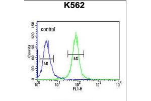 Flow cytometric analysis of K562 cells (right histogram) compared to a negative control cell (left histogram). (NPSR1-AS1 anticorps  (C-Term))