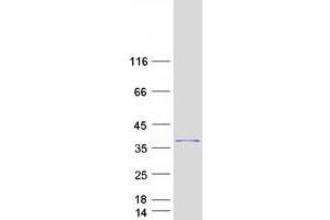 Validation with Western Blot (C4orf22 Protein (Myc-DYKDDDDK Tag))