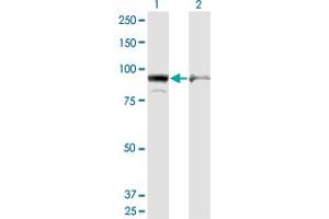 Western Blot analysis of AMPD2 expression in transfected 293T cell line by AMPD2 monoclonal antibody (M09), clone 6A8. (AMPD2 anticorps  (AA 86-185))