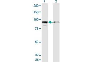 Western Blot analysis of AMPD2 expression in transfected 293T cell line by AMPD2 monoclonal antibody (M09), clone 6A8.