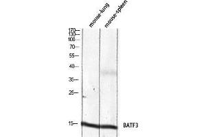 Western Blot (WB) analysis of Mouse Lung Mouse Spleen lysis using BATF3 antibody.