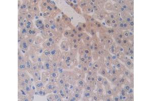 IHC-P analysis of Mouse Tissue, with DAB staining. (VPREB1 anticorps  (AA 43-134))