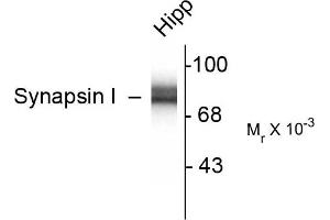 Western blots of 10 ug of rat hippocampal (Hipp) lysate showing specific immunolabeling of the ~78k synapsin I doublet protein. (SYN1 anticorps)