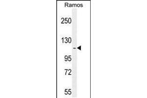 Western blot analysis in Ramos cell line lysates (35ug/lane). (HIP1 anticorps  (N-Term))
