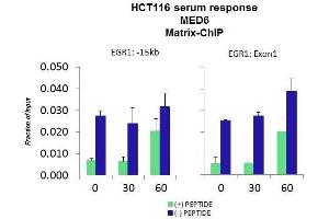 Quiescent human colon carcinoma HCT116 cultures were treated with 10% FBS for three time points (0, 15, 30min) or (0, 30, 60min) were used in Matrix-ChIP and real-time PCR assays at EGR1 gene (Exon1) and 15kb upstream site.