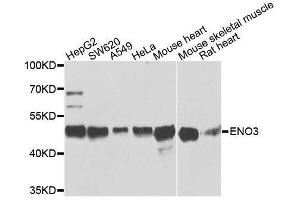 Western blot analysis of extracts of various cell lines, using ENO3 antibody. (ENO3 anticorps  (AA 1-190))