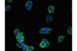 Immunofluorescent analysis of HepG2 cells using ABIN7161623 at dilution of 1:100 and Alexa Fluor 488-congugated AffiniPure Goat Anti-Rabbit IgG(H+L)