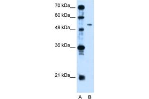 Western Blotting (WB) image for anti-Pregnancy Specific beta-1-Glycoprotein 1 (PSG1) antibody (ABIN2462566) (PSG1 anticorps)