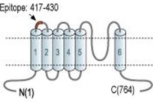Representative domain view of the target of ABIN7582087.