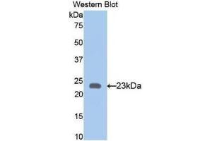 Western Blotting (WB) image for anti-Bone Morphogenetic Protein 4 (BMP4) (AA 211-392) antibody (ABIN1858158) (BMP4 anticorps  (AA 211-392))
