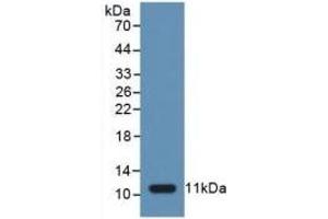Detection of Recombinant CASP1, Human using Polyclonal Antibody to Caspase 1 (CASP1)