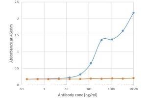 anti-Bet V 1 antibody
