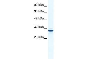 Annexin A5 antibody used at 1. (Annexin V anticorps  (N-Term))
