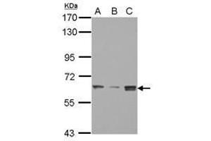 Image no. 1 for anti-SWI/SNF Related, Matrix Associated, Actin Dependent Regulator of Chromatin, Subfamily D, Member 3 (SMARCD3) (AA 105-441) antibody (ABIN1501913) (SMARCD3 anticorps  (AA 105-441))