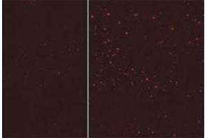 ATG12 antibody tested in 293 cells, fixed in PFA permeablilized with 0.