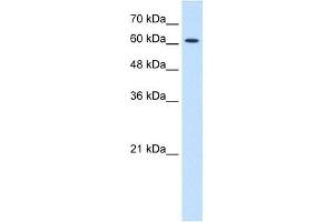 CHRNE antibody (20R-1326) used at 0. (CHRNE anticorps  (N-Term))