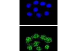 Immunofluorescence (IF) image for anti-Mismatch Repair Protein 2 (MSH2) antibody (ABIN2996263) (MSH2 anticorps)