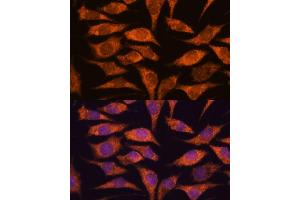 Immunofluorescence analysis of L929 cells using MRPS14 antibody (ABIN7270013) at dilution of 1:100.