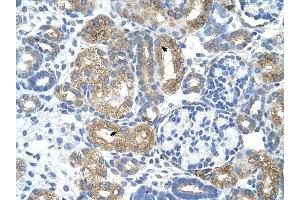 Cobl-Like 1 antibody was used for immunohistochemistry at a concentration of 4-8 ug/ml to stain Epithelial cells of renal tubule (arrows) in Human Kidney. (COBLL1 anticorps  (N-Term))