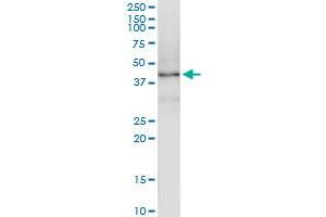 Immunoprecipitation of FBXL8 transfected lysate using anti-FBXL8 MaxPab rabbit polyclonal antibody and Protein A Magnetic Bead , and immunoblotted with FBXL8 purified MaxPab mouse polyclonal antibody (B01P) .