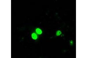 Image no. 2 for anti-Inhibitor of DNA Binding 3, Dominant Negative Helix-Loop-Helix Protein (ID3) antibody (ABIN1498776) (ID3 anticorps)