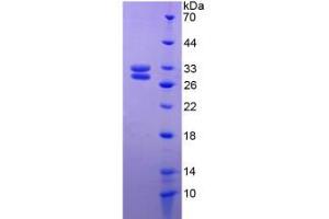 SDS-PAGE analysis of Rat HSF2 Protein. (HSF2 Protéine)