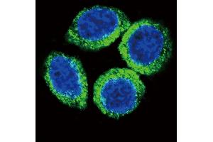 Confocal immunofluorescent analysis of FGFR2 Antibody (N-term R22) (ABIN391967 and ABIN2841763) with Hela cell followed by Alexa Fluor 488-conjugated goat anti-rabbit lgG (green).