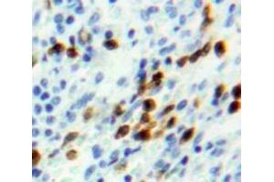 IHC-P analysis of Spleen tissue, with DAB staining. (NUP107 anticorps  (AA 554-784))