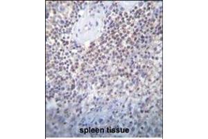 TL2 Antibody (Center) (ABIN655338 and ABIN2844903) immunohistochemistry analysis in formalin fixed and raffin embedded human spleen tissue followed by peroxidase conjugation of the secondary antibody and DAB staining. (PATL2 anticorps  (AA 168-196))
