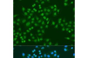 Immunofluorescence analysis of U2OS cells using MSI1 Polyclonal Antibody at dilution of 1:100. (MSI1 anticorps)