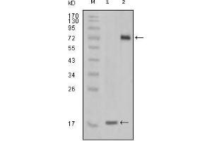 Western Blot showing STYK1 antibody used against truncated STYK1 recombinant protein (1) and STYK1 (aa47-422)-hIgGFc transfected CHO-K1 cell lysate (2). (STYK1 anticorps)