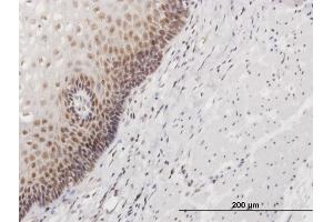 Immunoperoxidase of purified MaxPab antibody to HSPC111 on formalin-fixed paraffin-embedded human esophagus.