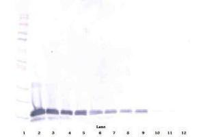 Image no. 4 for anti-Interleukin 16 (IL16) antibody (ABIN465149) (IL16 anticorps)