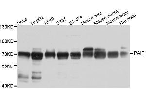 Western blot analysis of extracts of various cell lines, using PAIP1 antibody (ABIN5973592) at 1/1000 dilution. (PAIP1 anticorps)