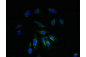 Immunofluorescent analysis of Hela cells using ABIN7160886 at dilution of 1:100 and Alexa Fluor 488-congugated AffiniPure Goat Anti-Rabbit IgG(H+L)