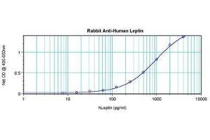 Image no. 4 for anti-Leptin (LEP) antibody (ABIN465530) (Leptin anticorps)