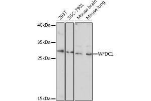 Western blot analysis of extracts of various cell lines, using WFDC1 Rabbit pAb (ABIN7271344) at 1:1000 dilution. (WFDC1 anticorps  (AA 111-220))