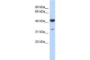 WB Suggested Anti-hCG_1745121 Antibody Titration: 0. (ISPD anticorps  (N-Term))