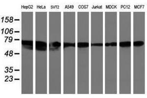 Image no. 2 for anti-Leucine Rich Repeat Containing 50 (LRRC50) antibody (ABIN1499205)